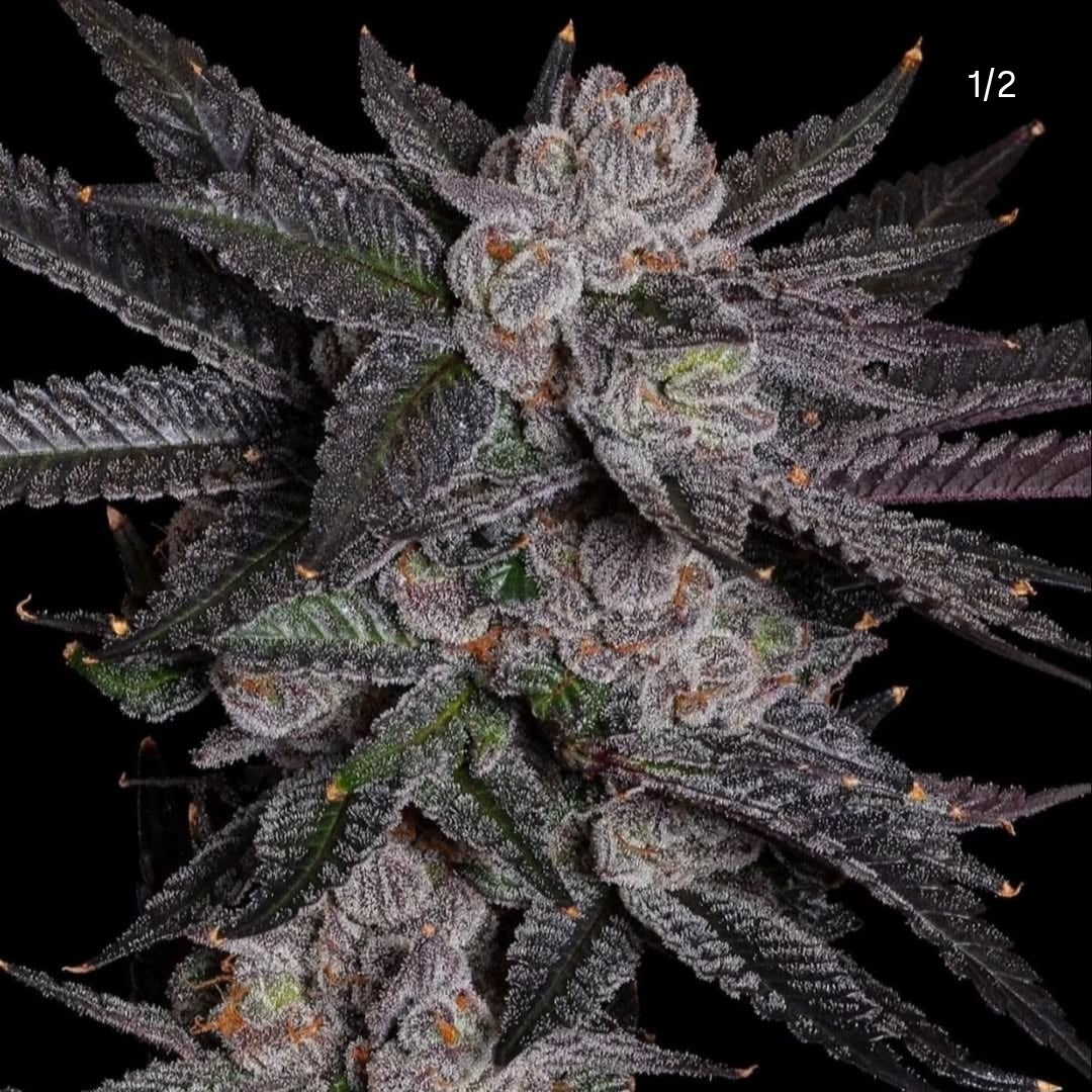 GRAPE WAVES