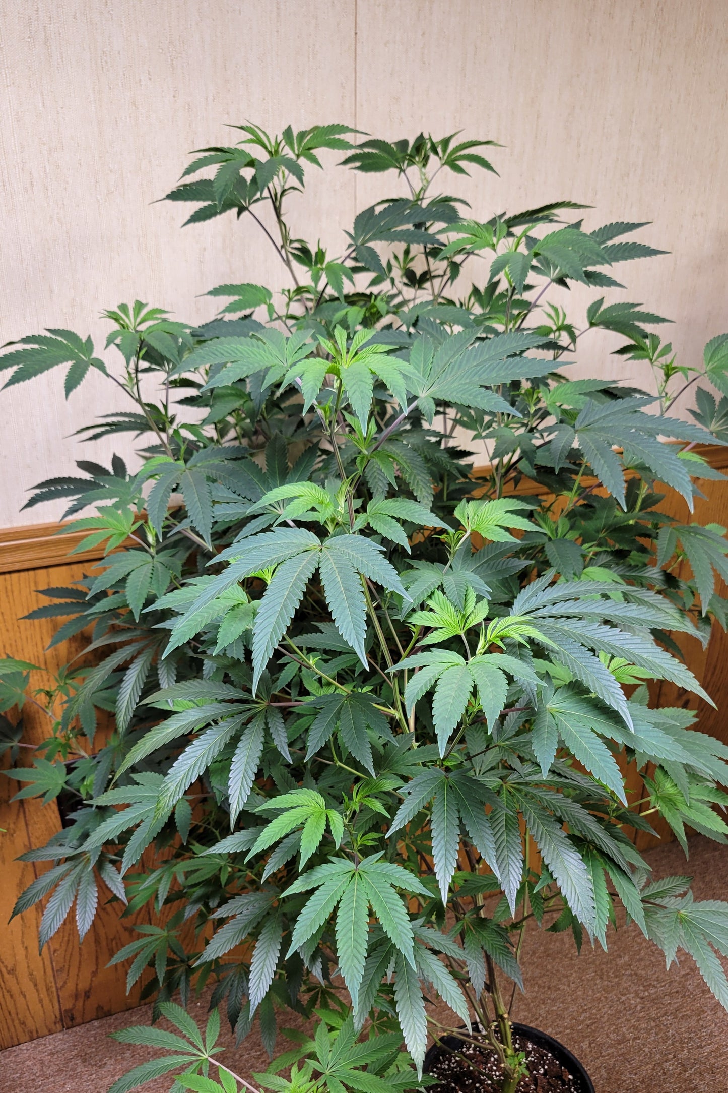 THIN MINT COOKIES (unrooted snips)