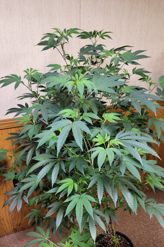 THIN MINT COOKIES (unrooted snips)