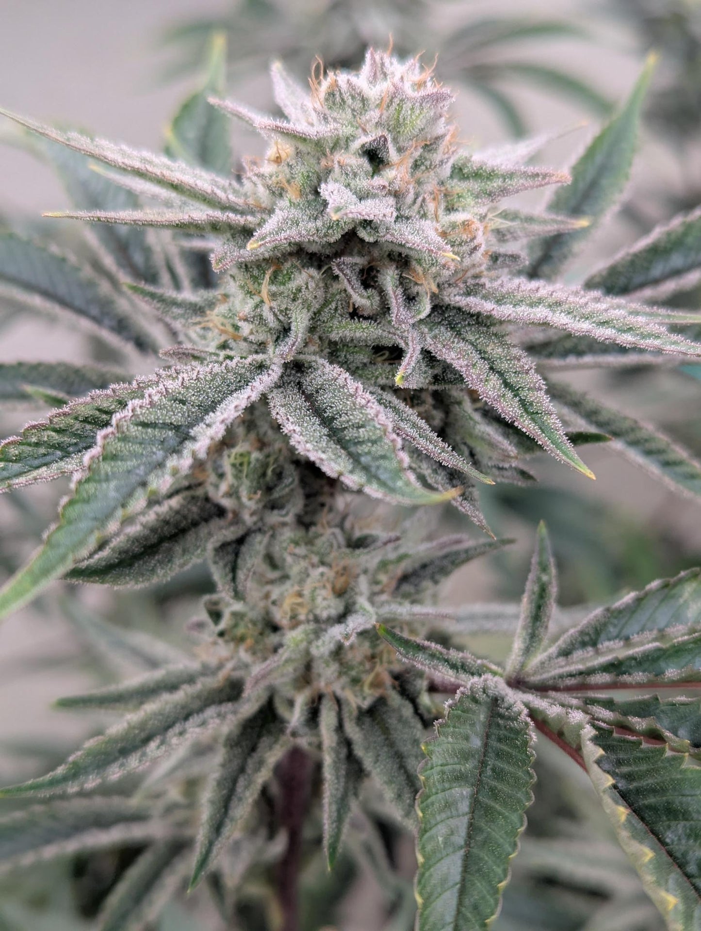 GG #4