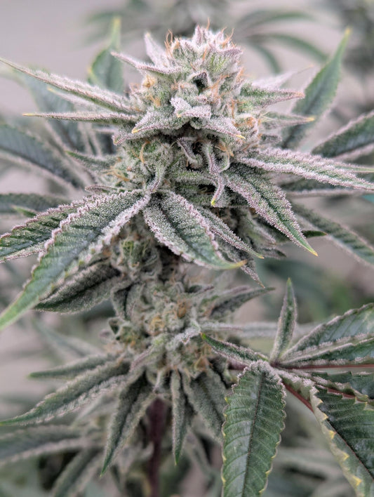 GG #4