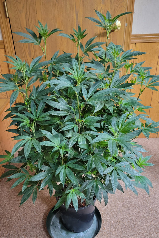 DEATHSTAR BREEDERS CUT