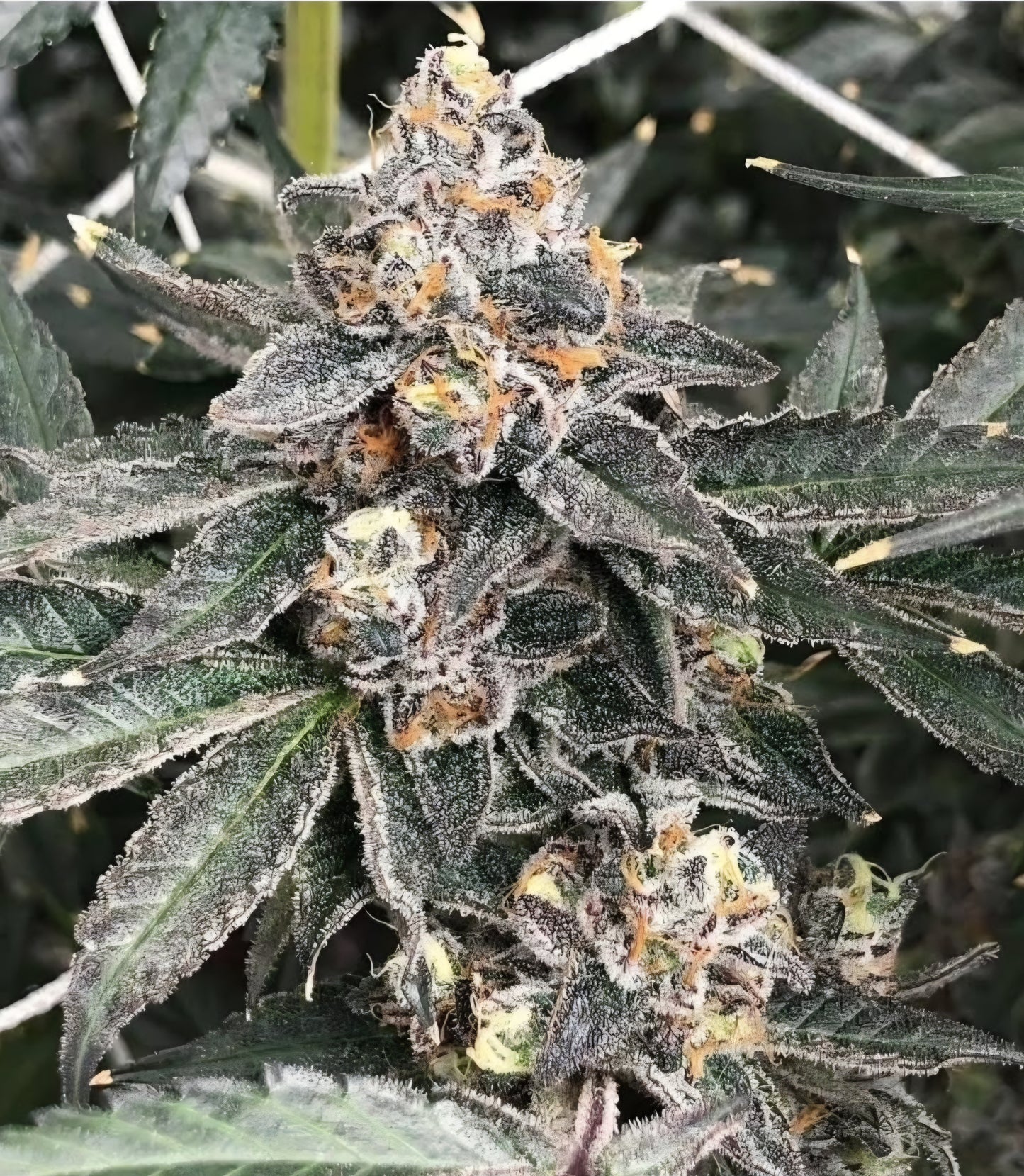 CULO BREEDERS CUT