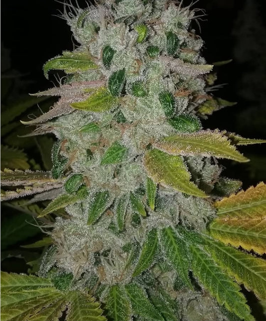 KING CHEM CAKE