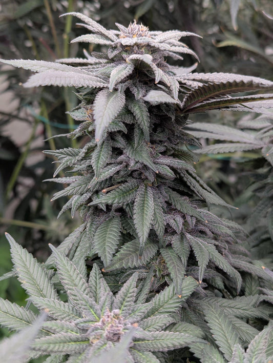 PURPLE URKLE