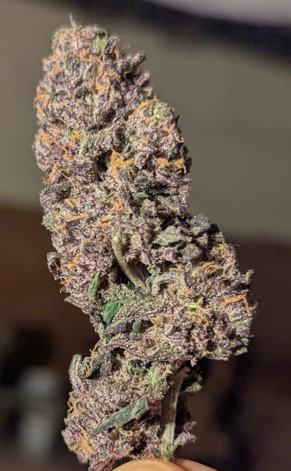 PURPLE URKLE