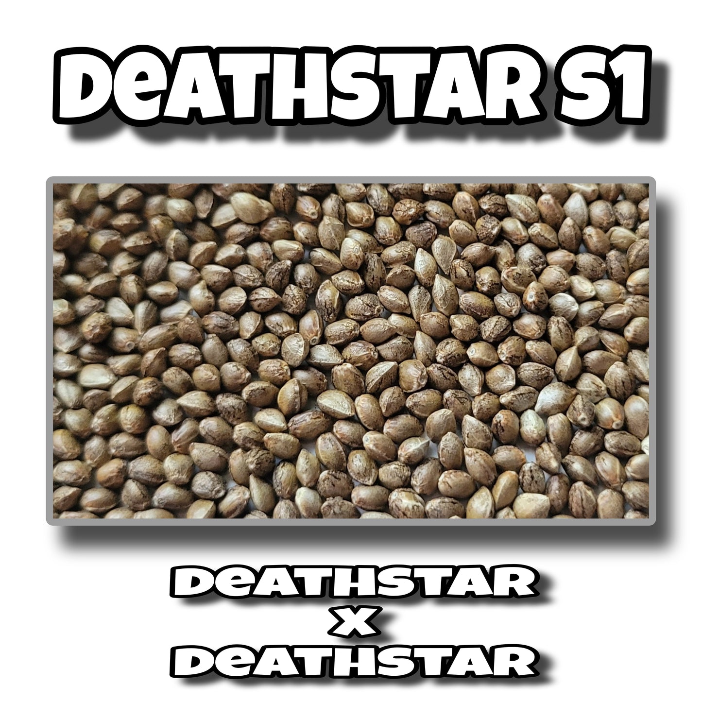 DEATHSTAR S1 - QUETZALCOATL GENETICS