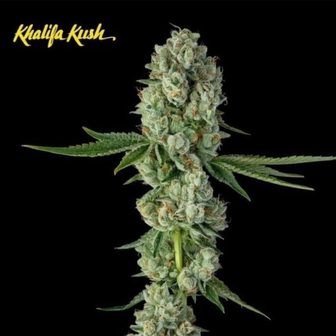 KHALIFA KUSH