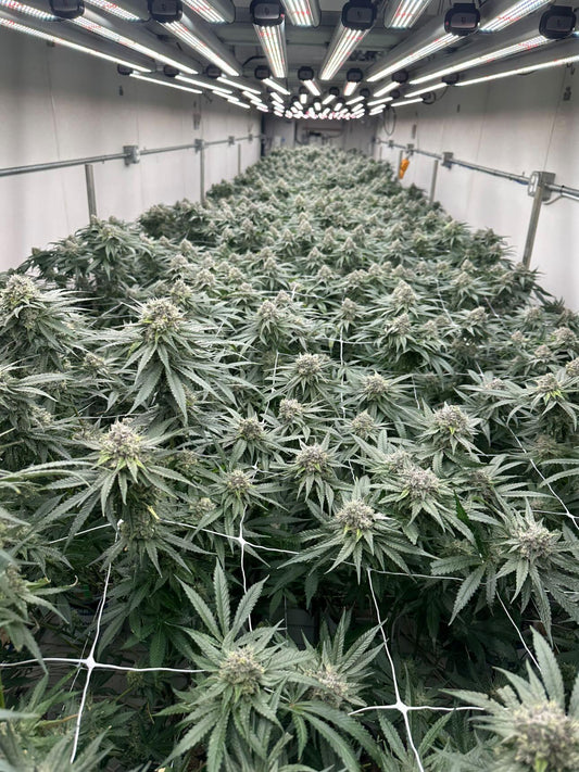 BISCOTTI x ZR3 WyEast Cut