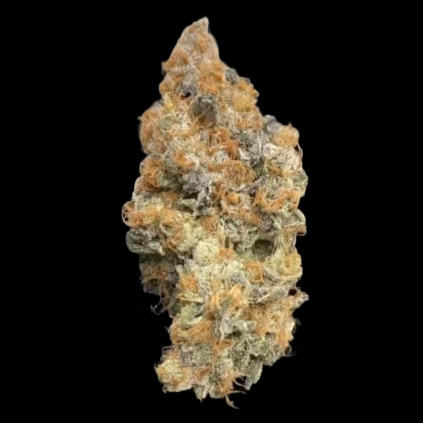 TARANTULA