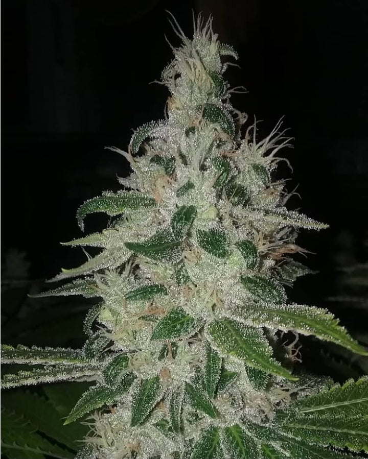 KING CHEM CAKE
